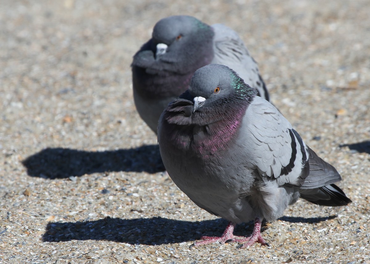 Rock Pigeon (Feral Pigeon) - Timothy Keyes