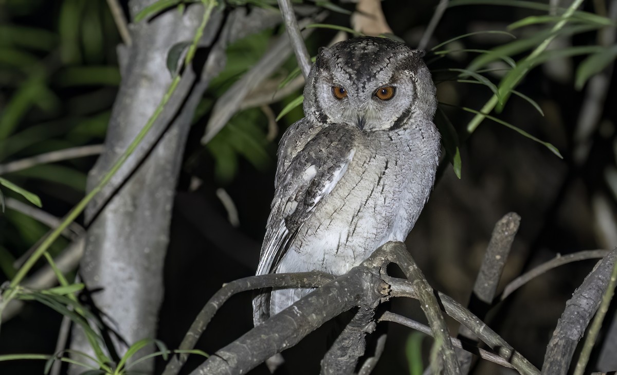 Indian Scops-Owl - ML615579779