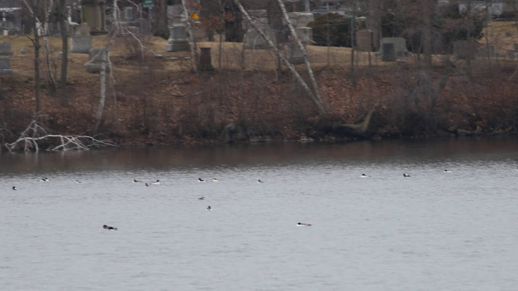 Red-necked Grebe - Quinn Nial