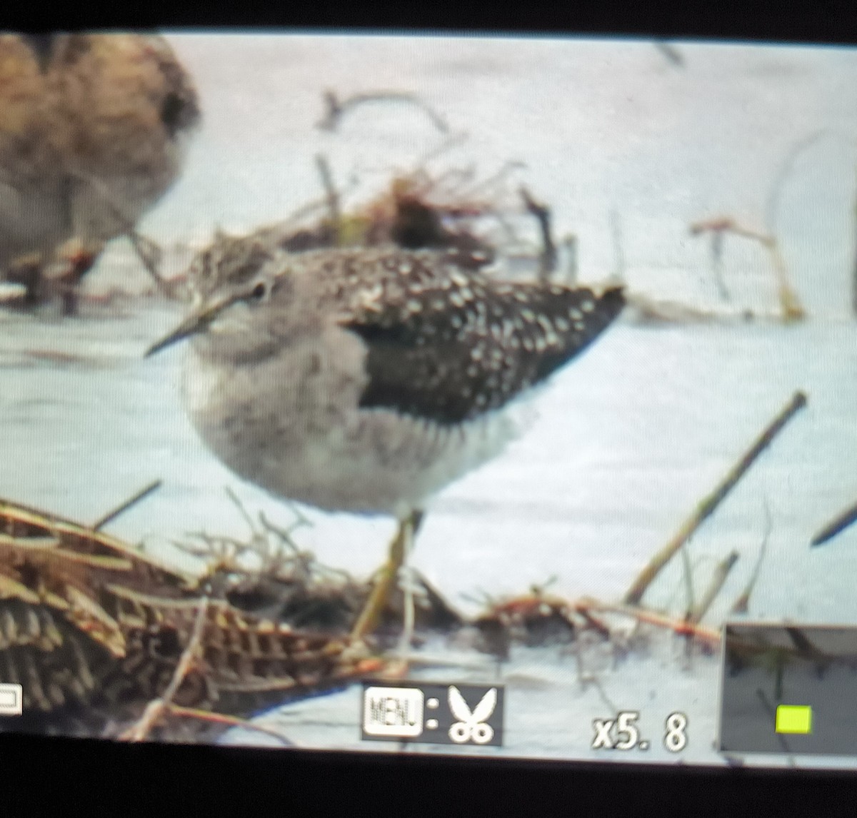 Wood Sandpiper - Lorenzo Pini