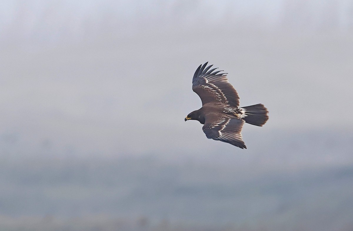 Schelladler - ML615579886