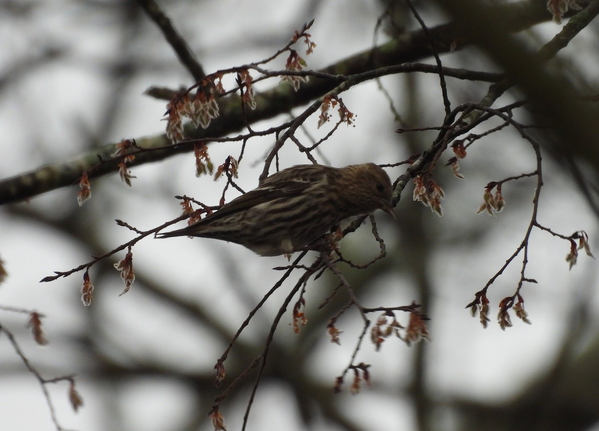 Pine Siskin - ML615579927