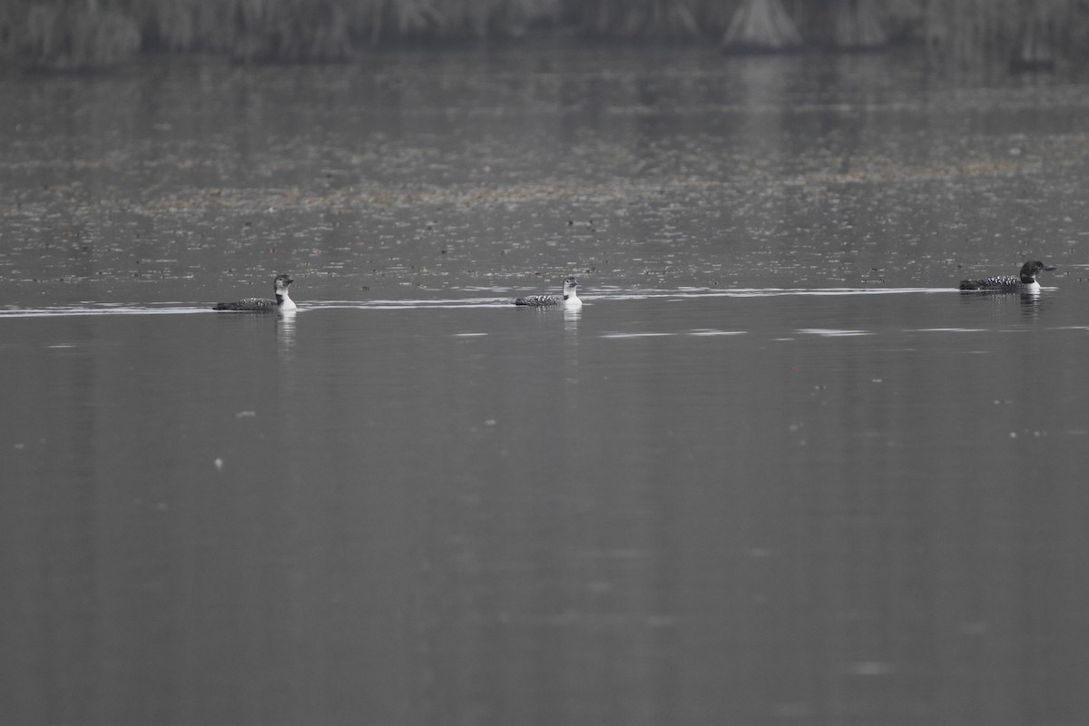 Common Loon - ML615579933