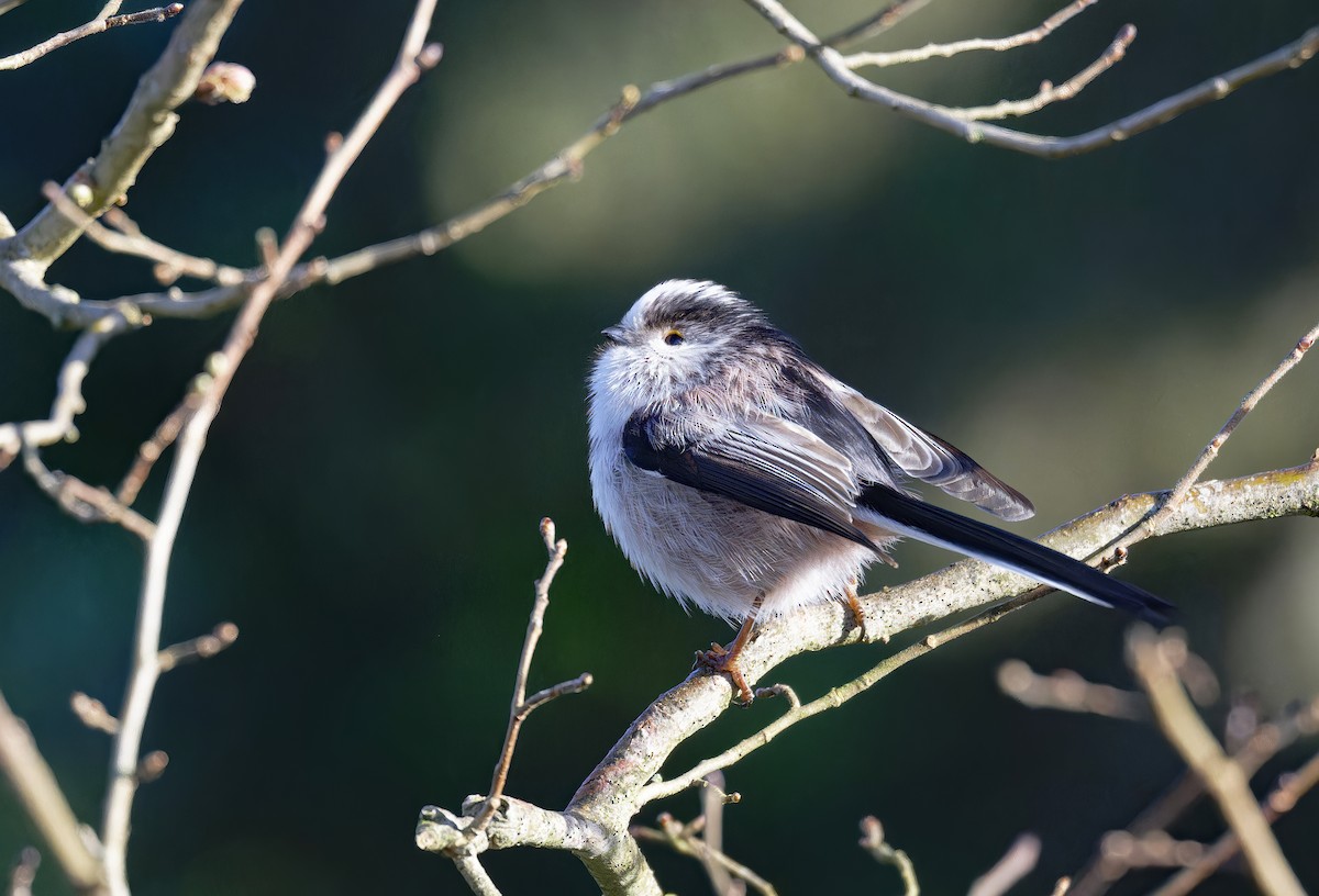 Long-tailed Tit - ML615579935