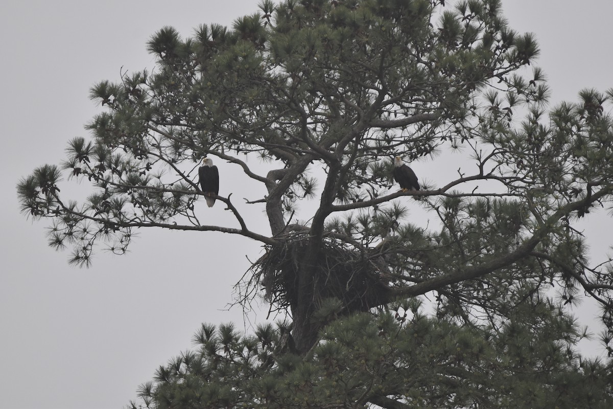 Bald Eagle - ML615579936