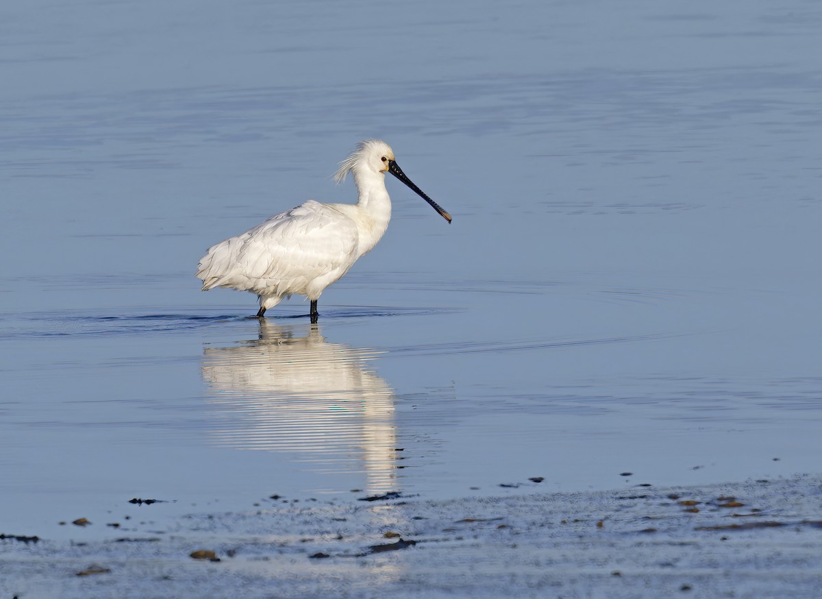 Eurasian Spoonbill - ML615579942