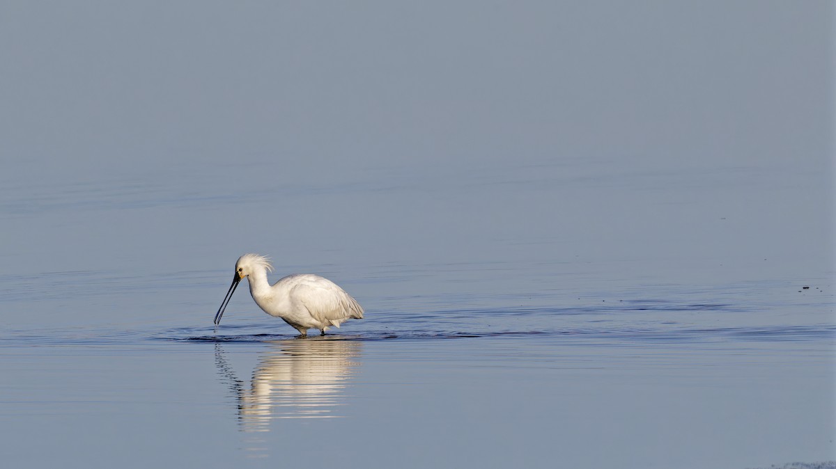 Eurasian Spoonbill - ML615579945