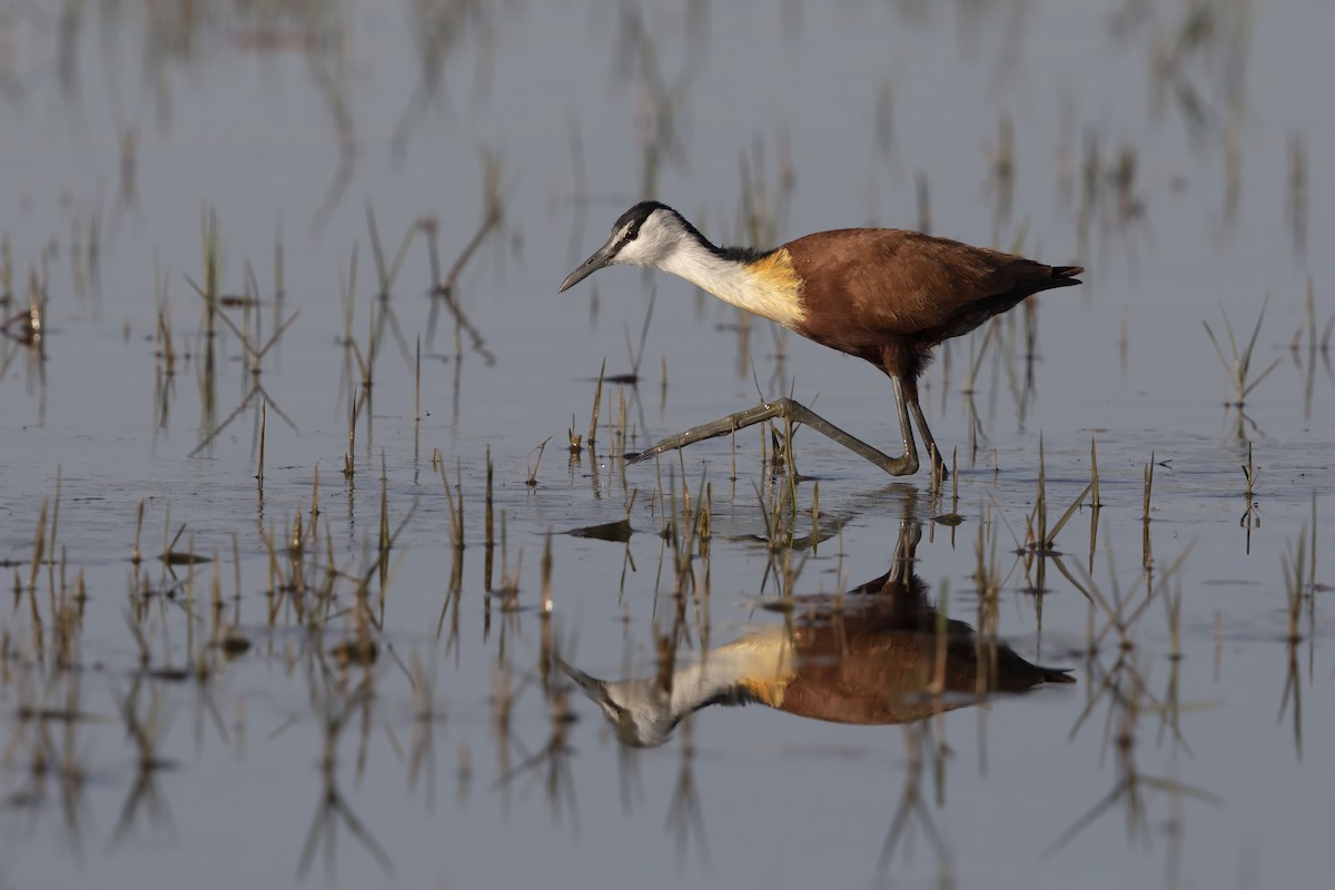 Jacana Africana - ML615580012