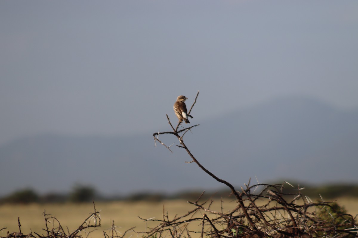 Donaldson Smith's Sparrow-Weaver - ML615580078