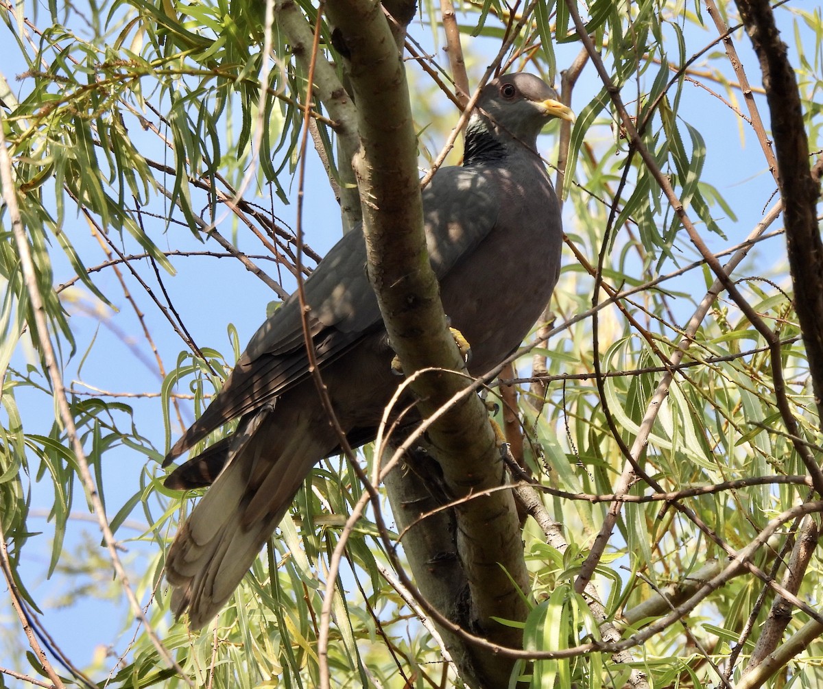 Band-tailed Pigeon - ML615580113