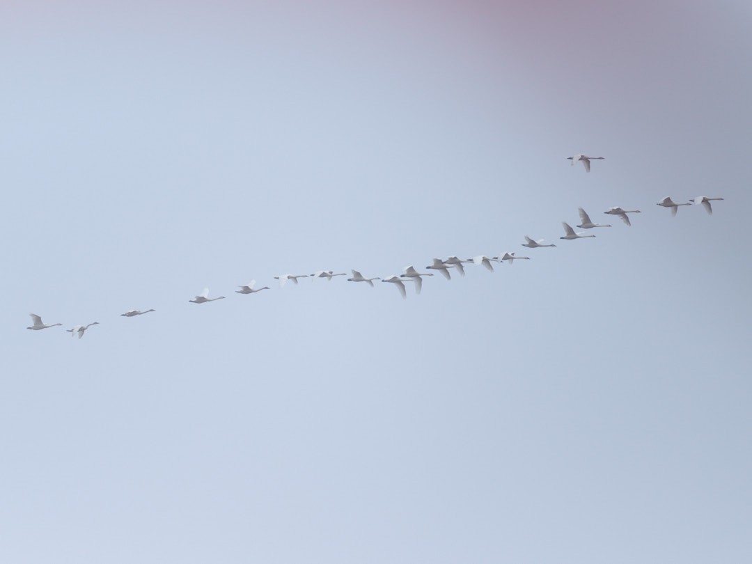 Tundra Swan - ML615580129