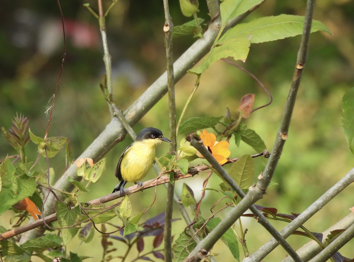 Common Tody-Flycatcher - ML615580132