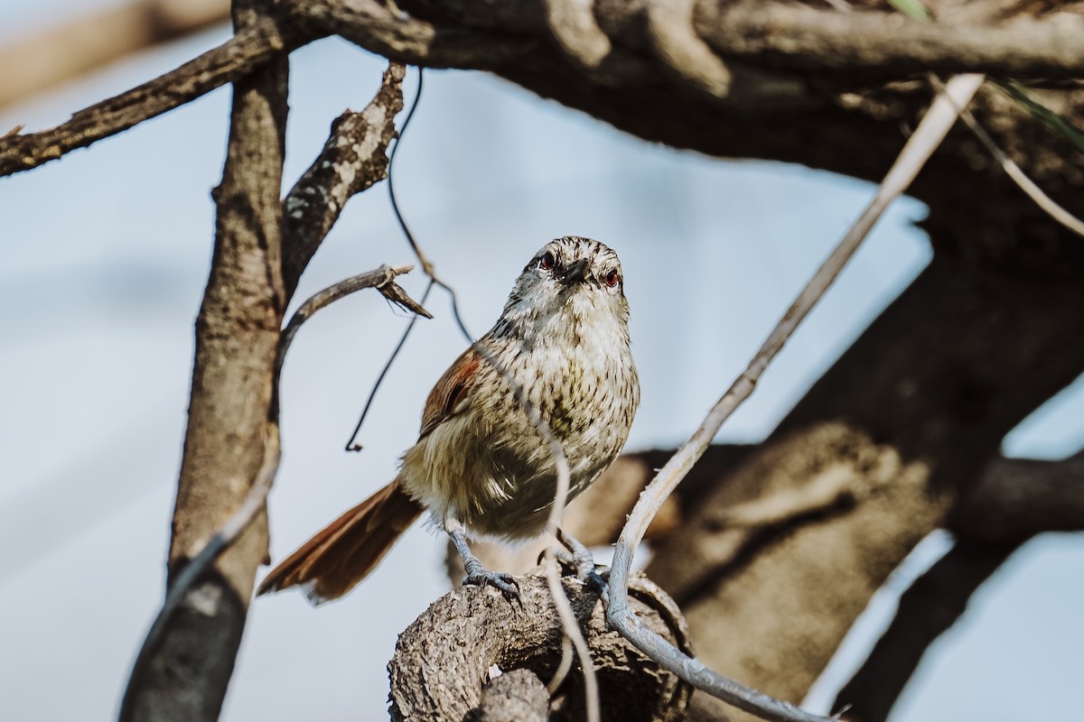 Necklaced Spinetail - ML615580152