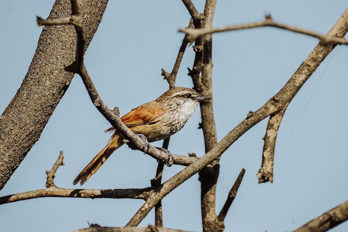 Necklaced Spinetail - ML615580153