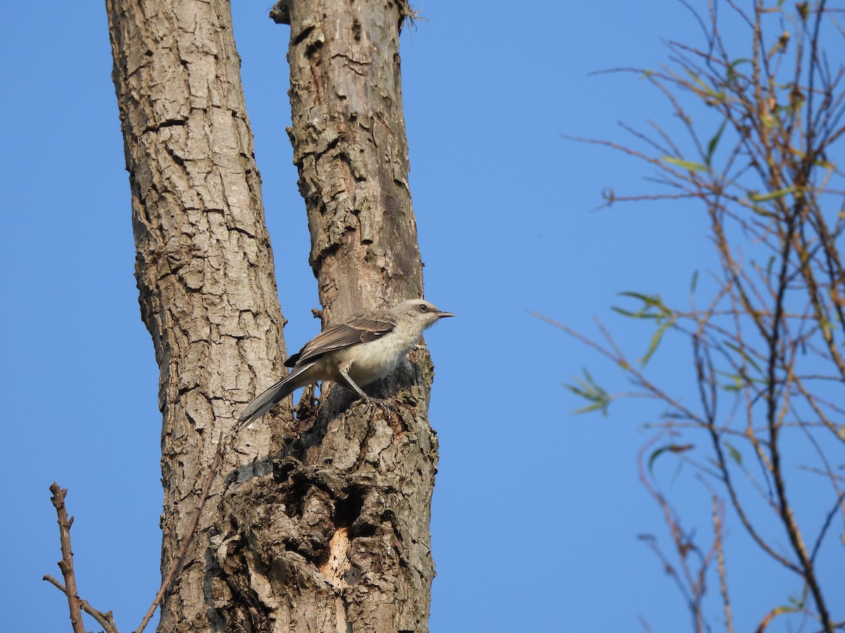 Tropical Mockingbird - ML615580154