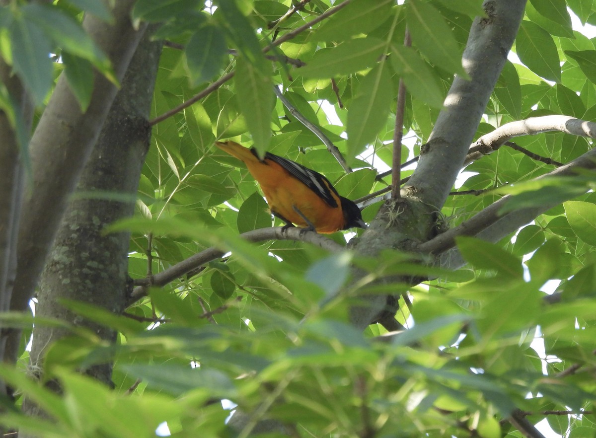 Baltimore Oriole - ML615580182