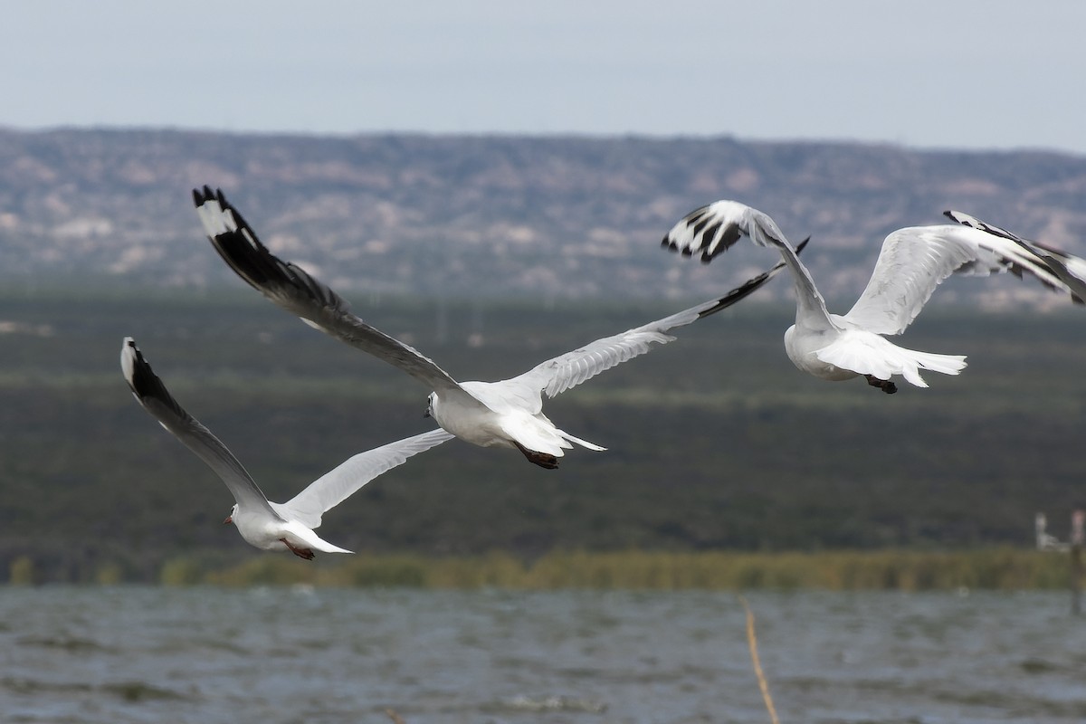 Brown-hooded Gull - ML615580192