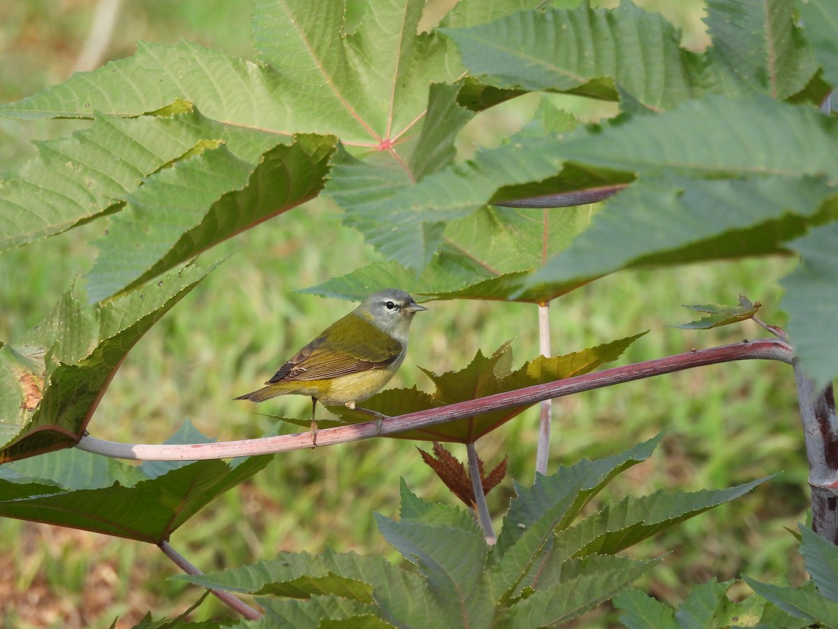 Tennessee Warbler - ML615580203