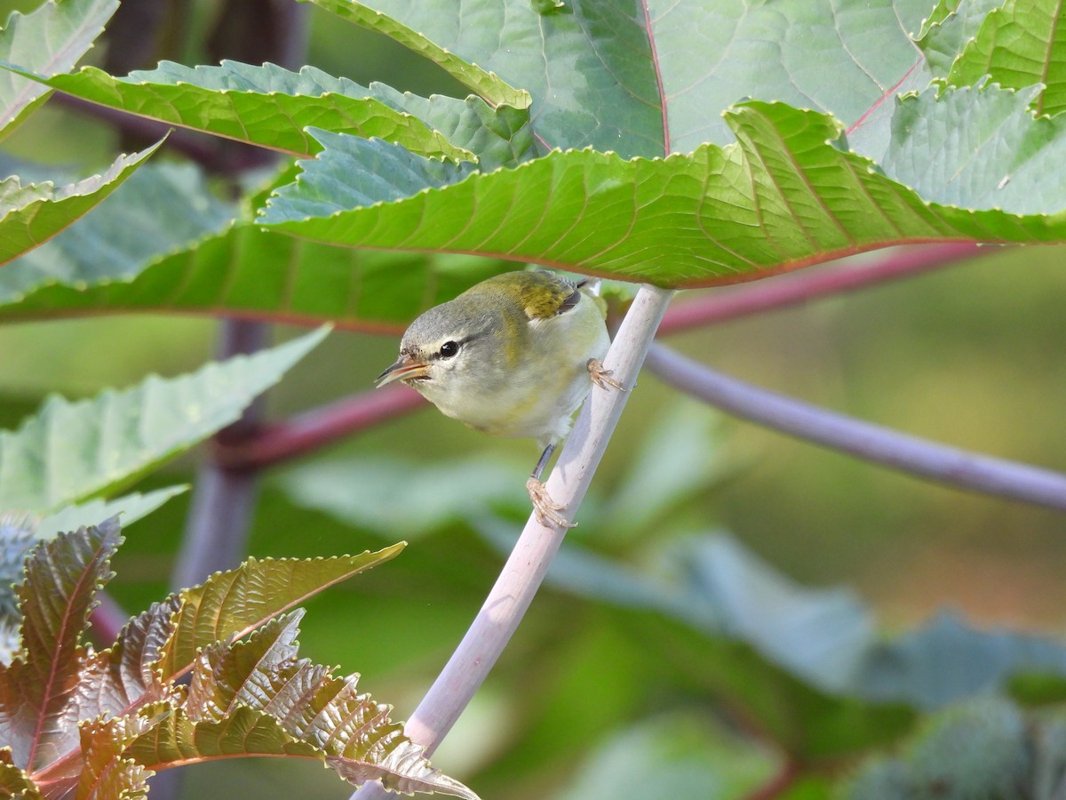 Tennessee Warbler - ML615580204