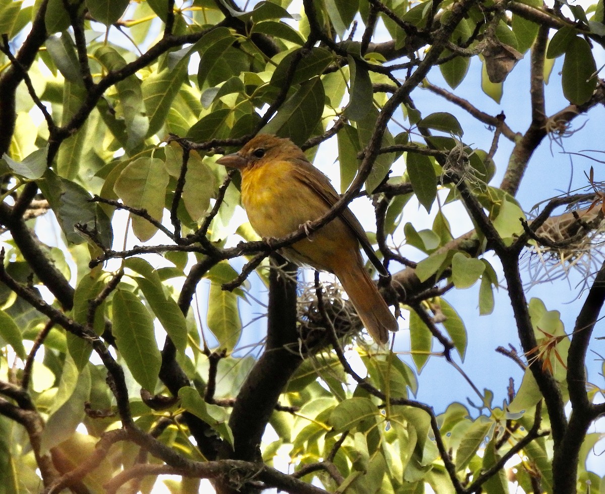 Summer Tanager - ML615580242