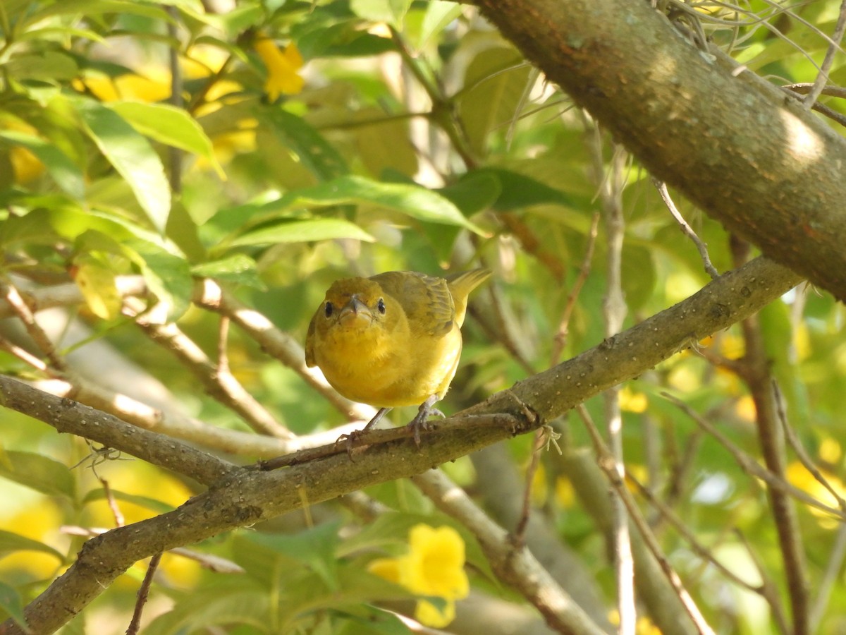 Summer Tanager - ML615580243