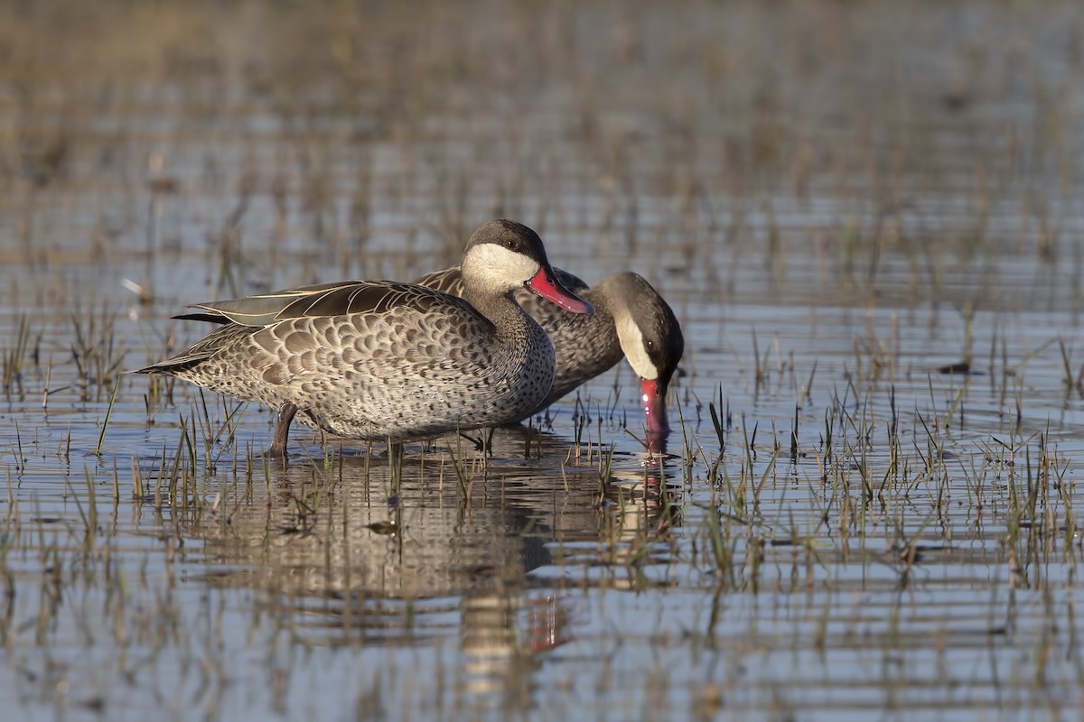 Red-billed Duck - ML615580270