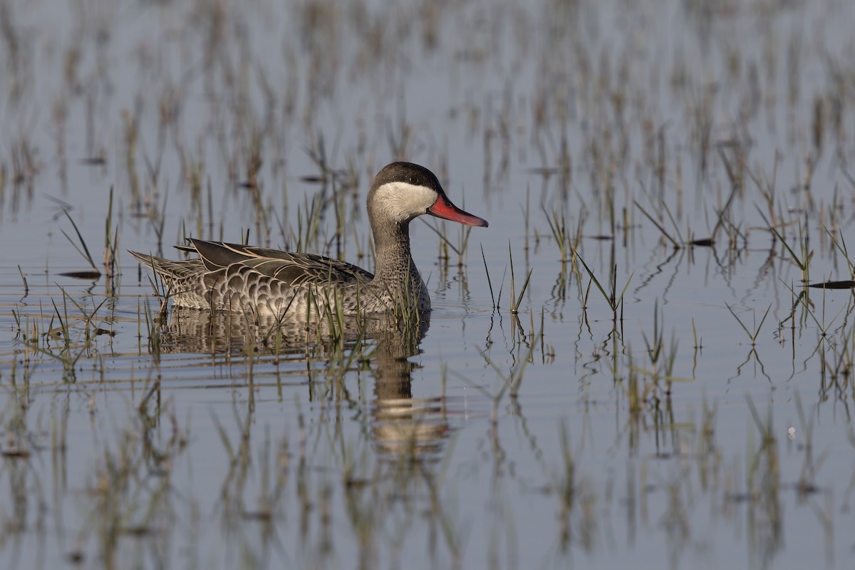 Red-billed Duck - ML615580271