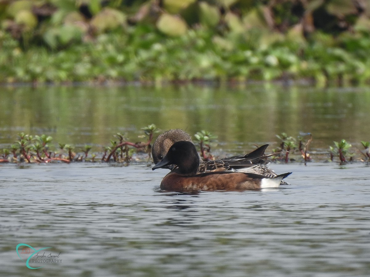 Baer's Pochard - ML615580299