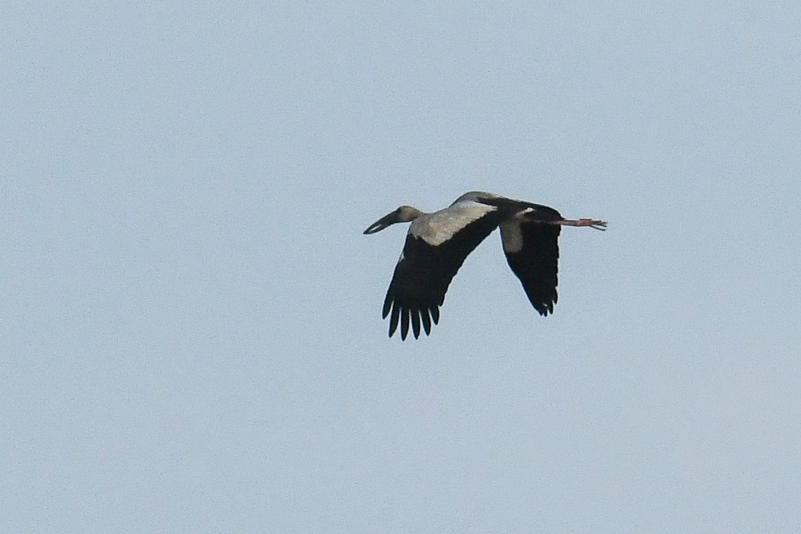 Asian Openbill - Maryse Neukomm