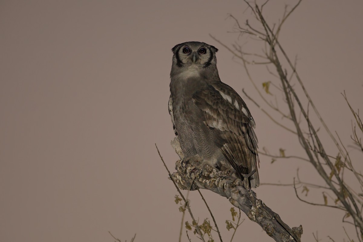 Verreaux's Eagle-Owl - ML615580336