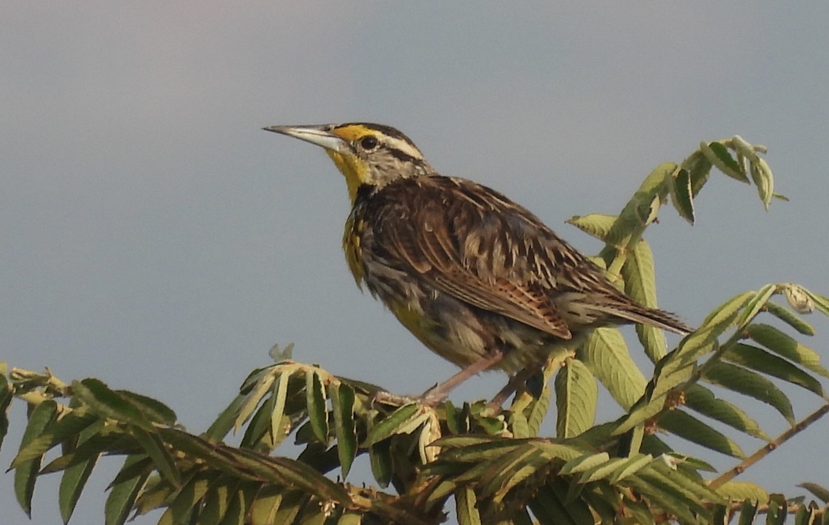 Eastern Meadowlark - ML615580346