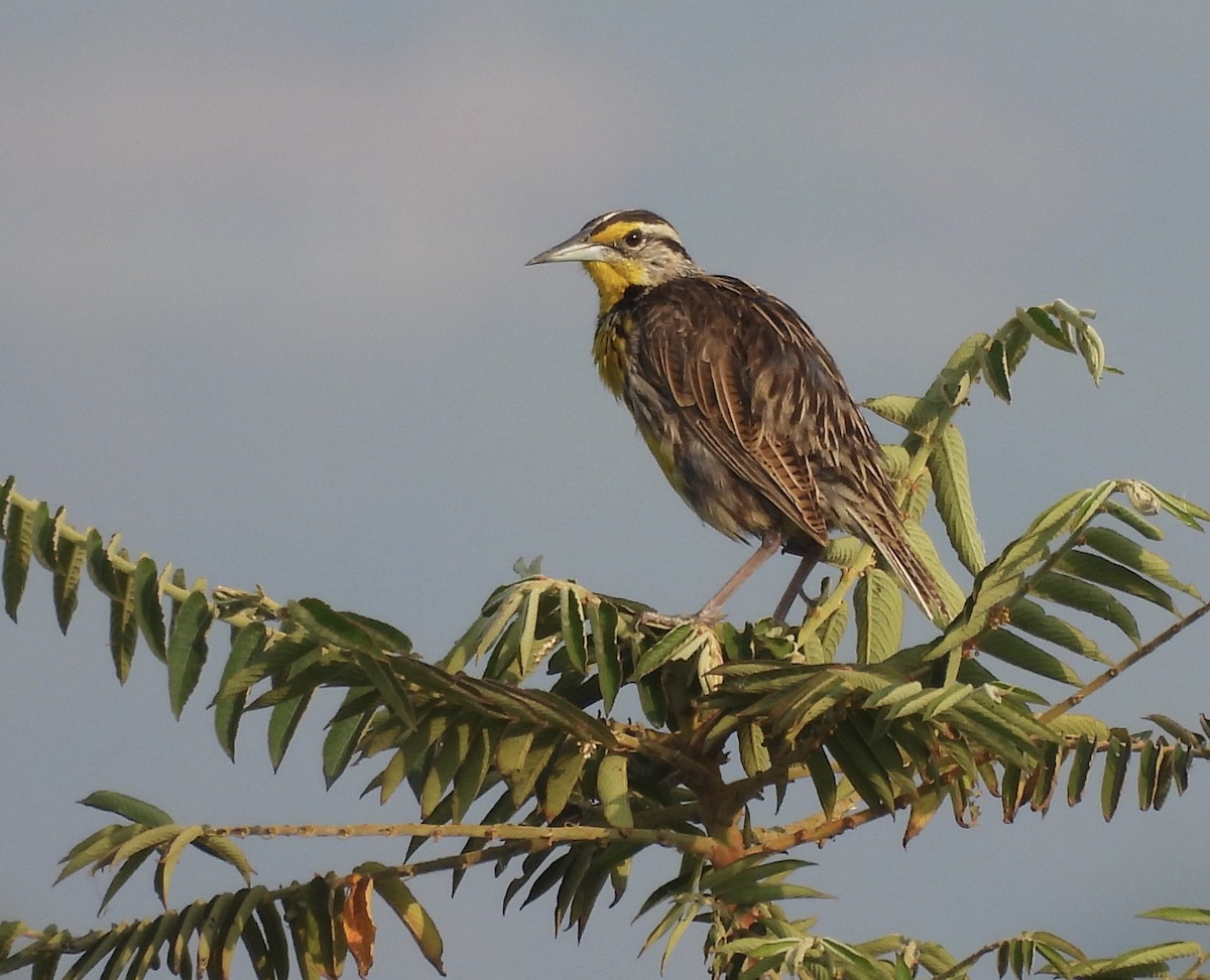 Eastern Meadowlark - ML615580347