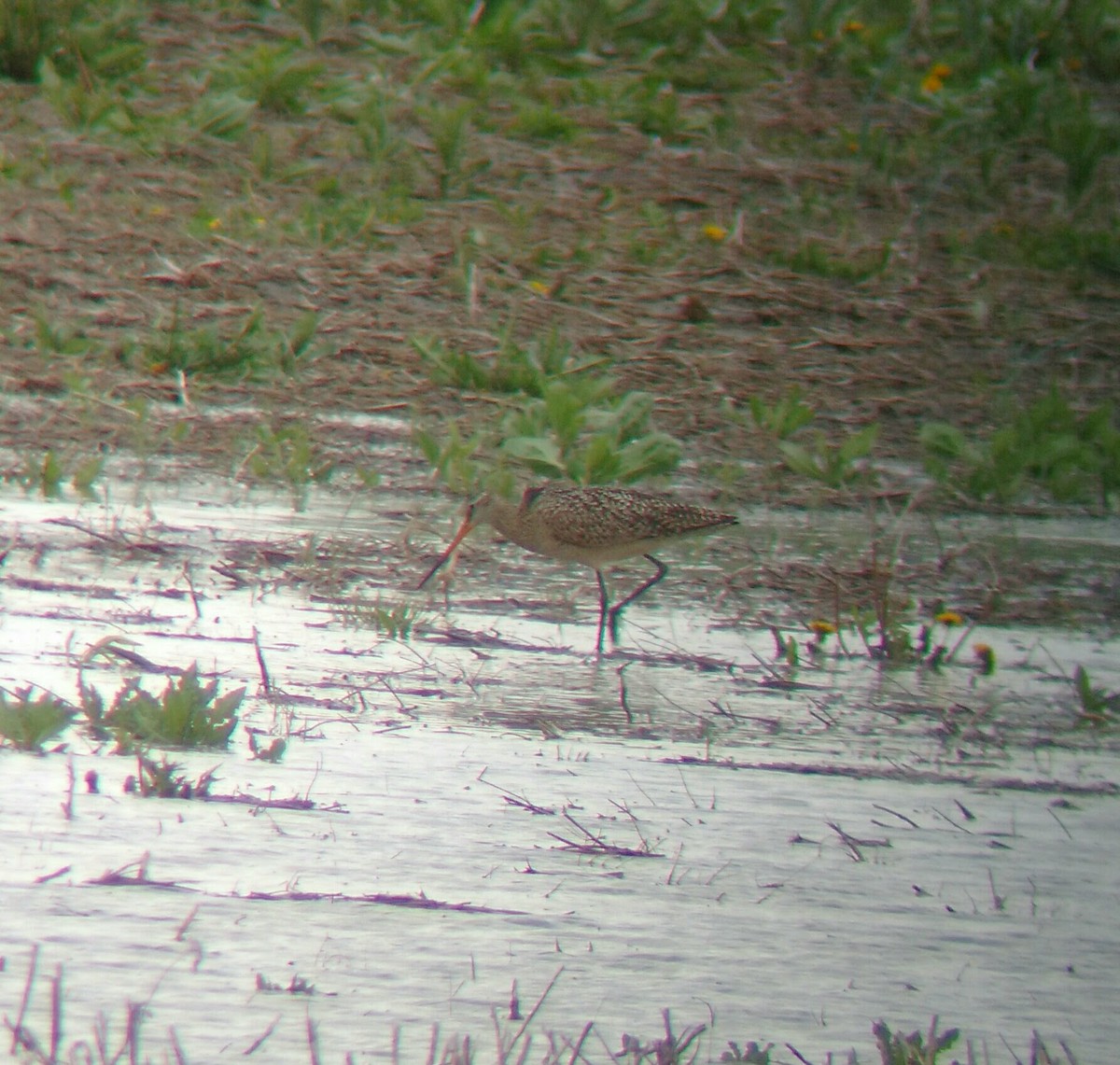 Marbled Godwit - ML615580398