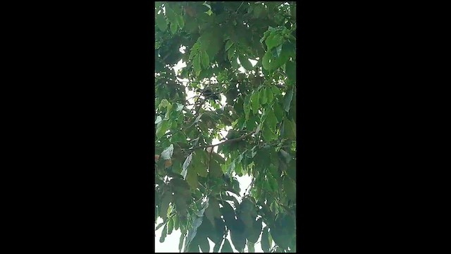 House Crow - ML615580423