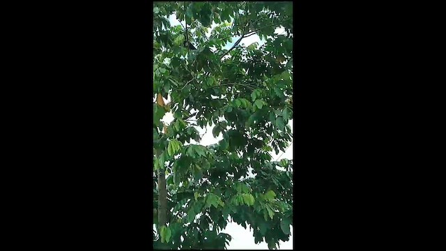 House Crow - ML615580424