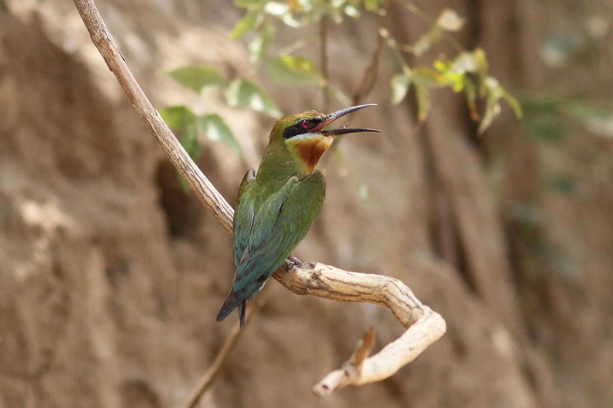 Blue-tailed Bee-eater - ML615580476