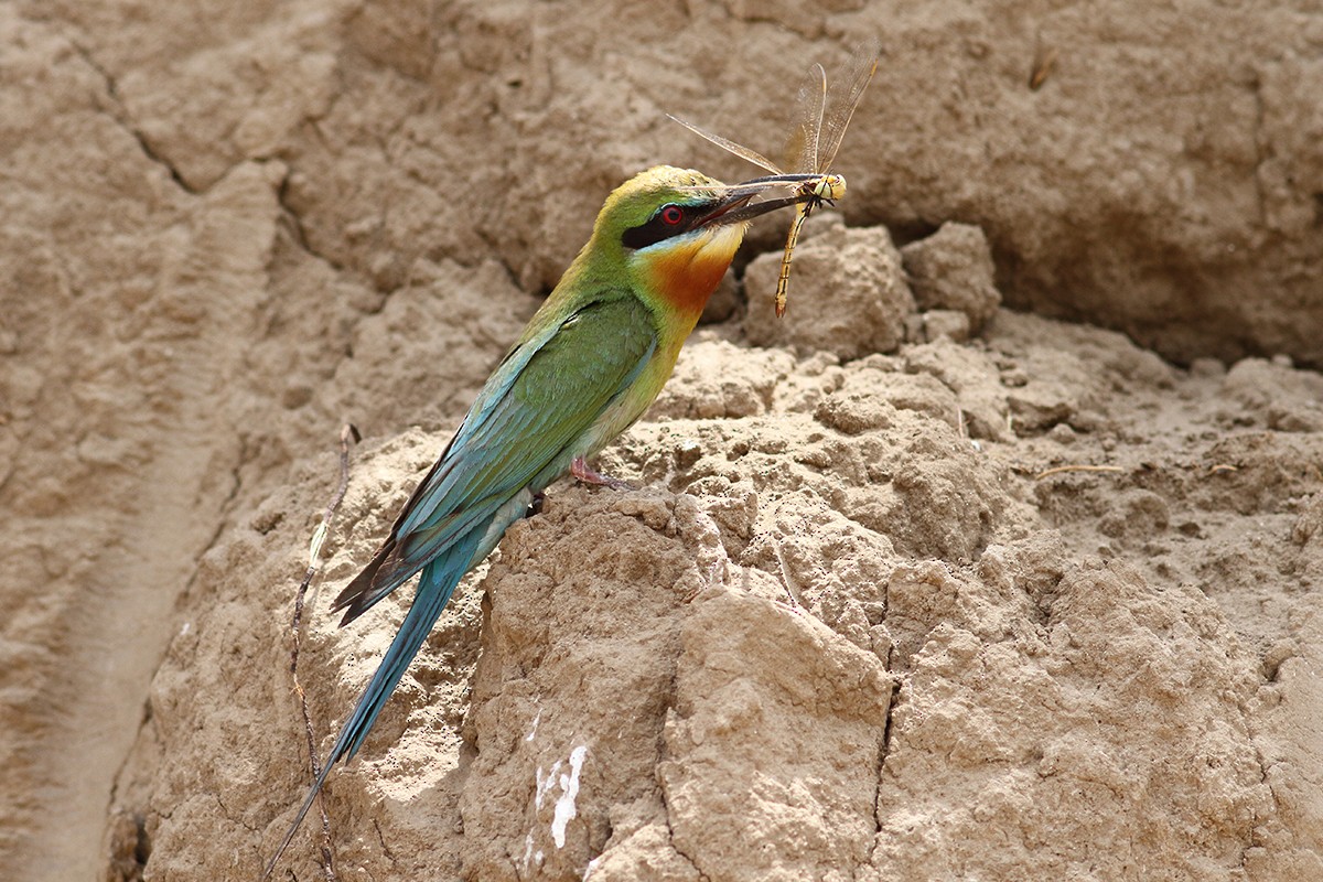 Blue-tailed Bee-eater - ML615580477