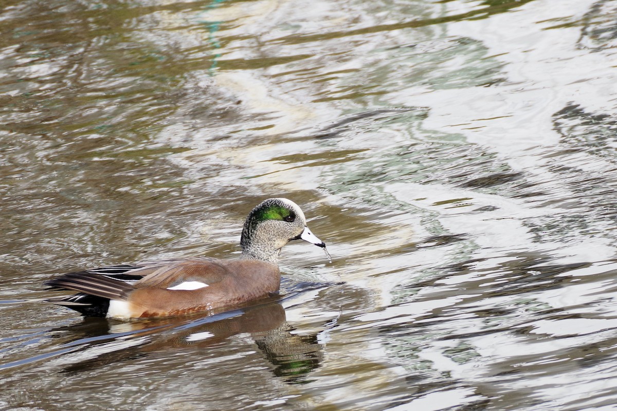 American Wigeon - ML615580493