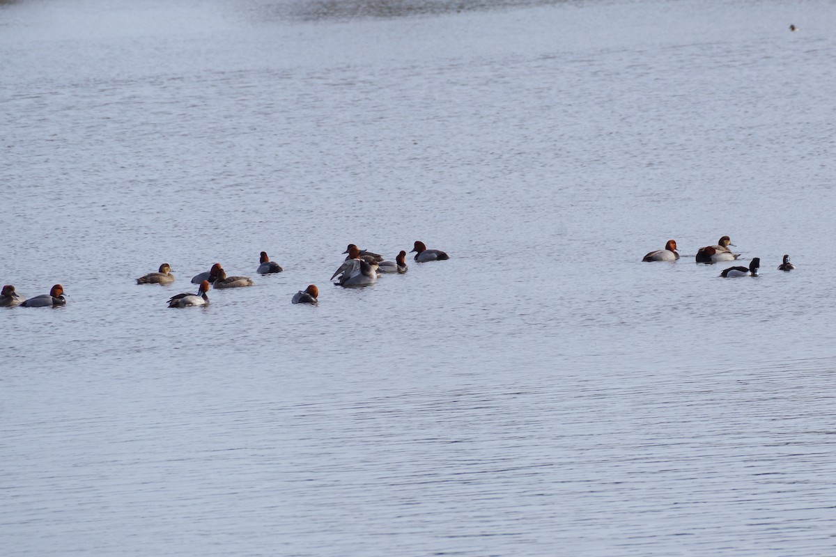 Ring-necked Duck - ML615580512