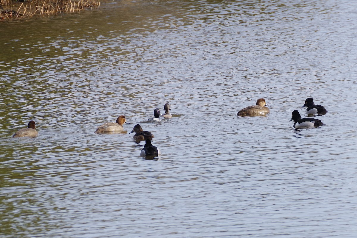 Ring-necked Duck - Aidan Flinn