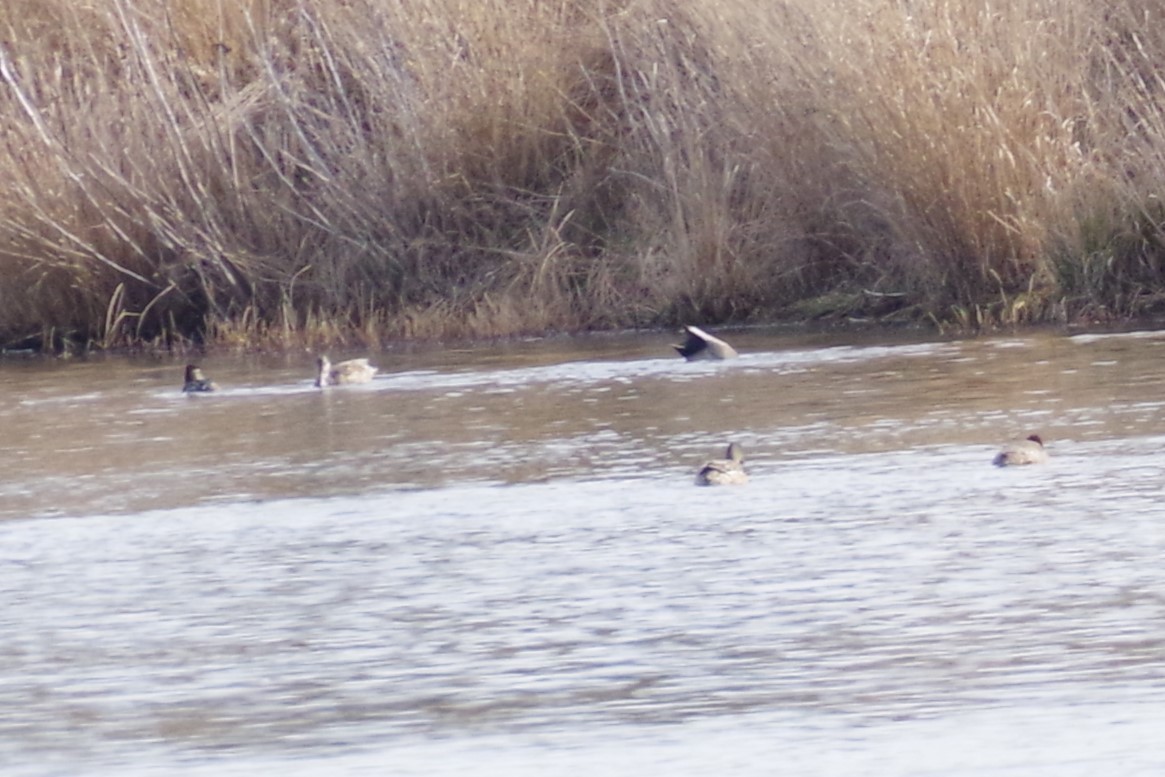 Gadwall - ML615580528