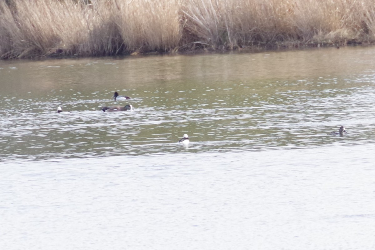 Lesser Scaup - ML615580536