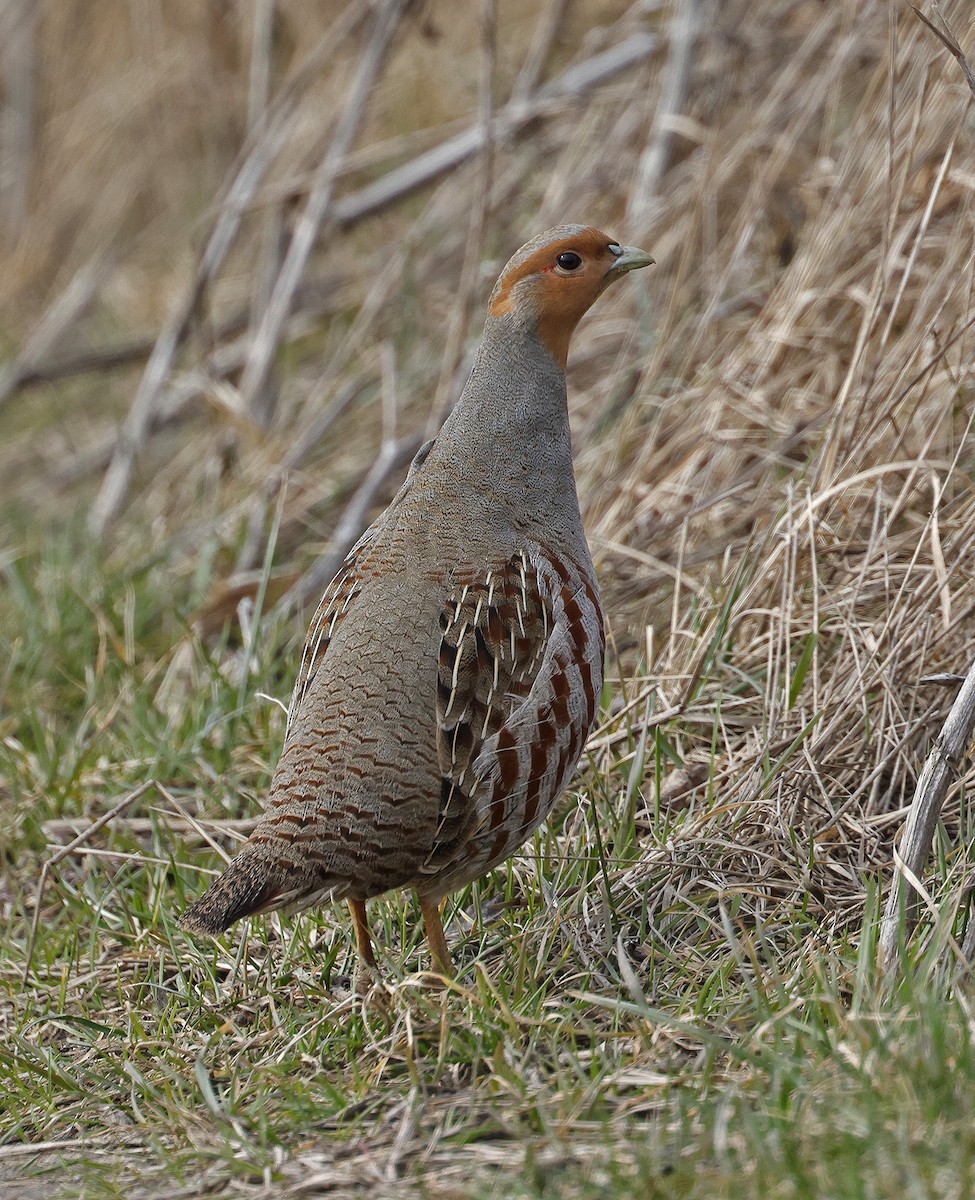 Gray Partridge - Mats  Wallin