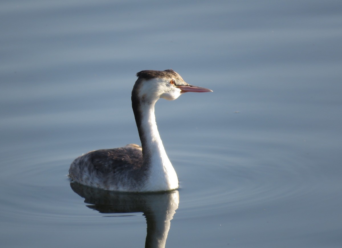 Great Crested Grebe - ML615580556