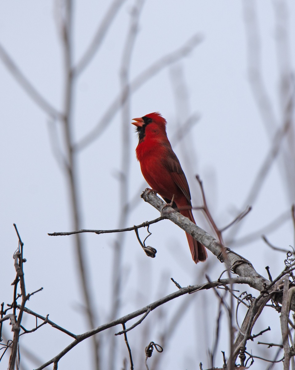 Northern Cardinal - Richard Snow