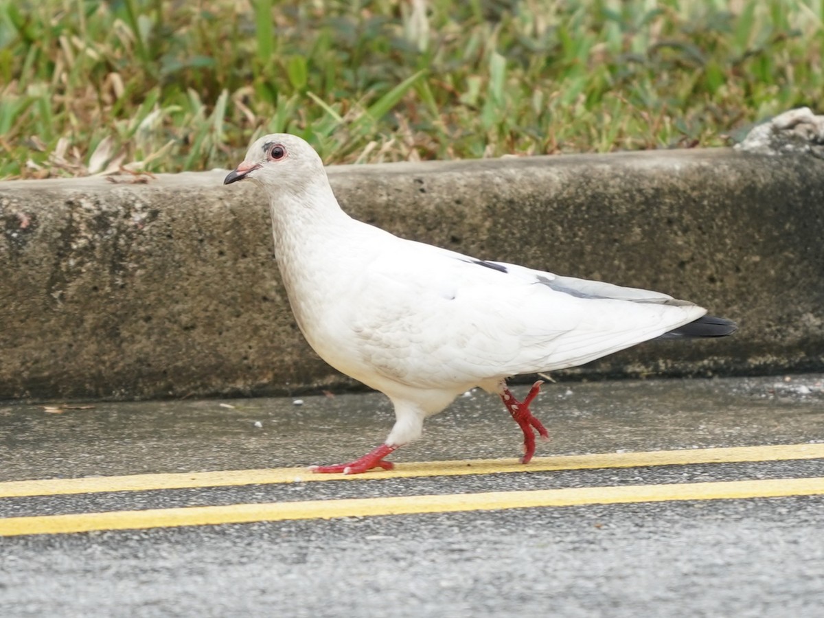 Rock Pigeon (Feral Pigeon) - ML615580671