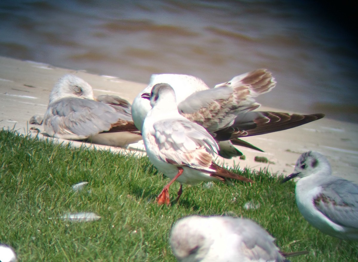 Black-headed Gull - ML615580690