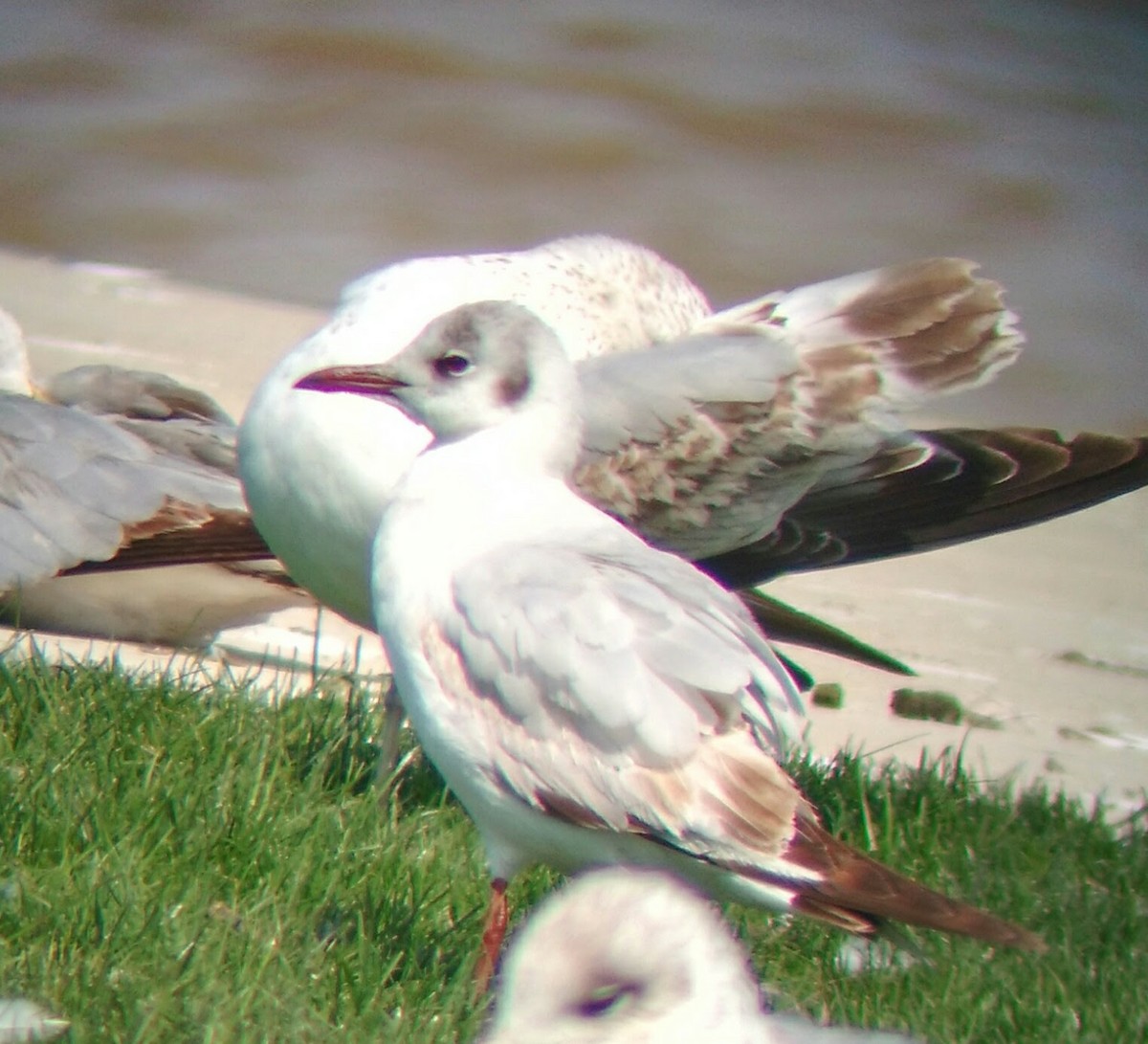 Black-headed Gull - ML615580691