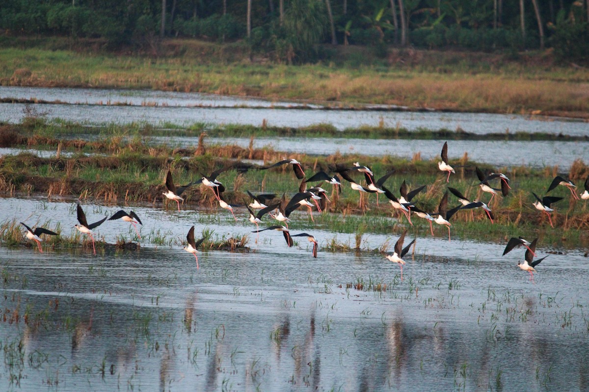 Black-winged Stilt - ML615580701