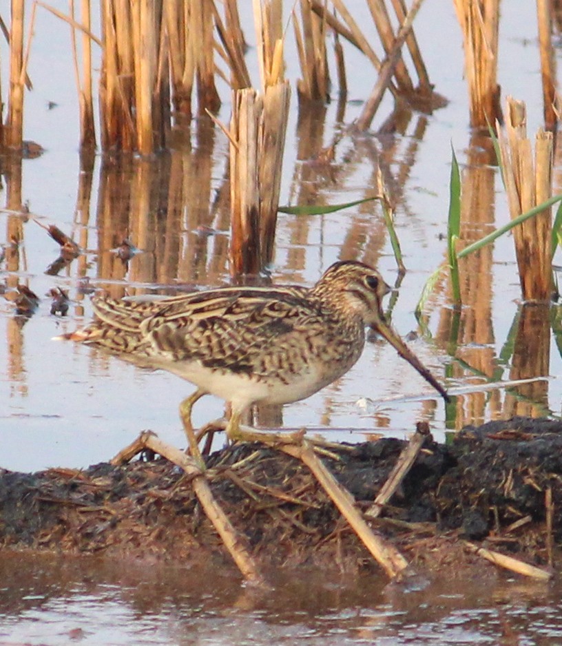 Common Snipe - ML615580713